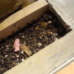 Starkregenereignis XXIV